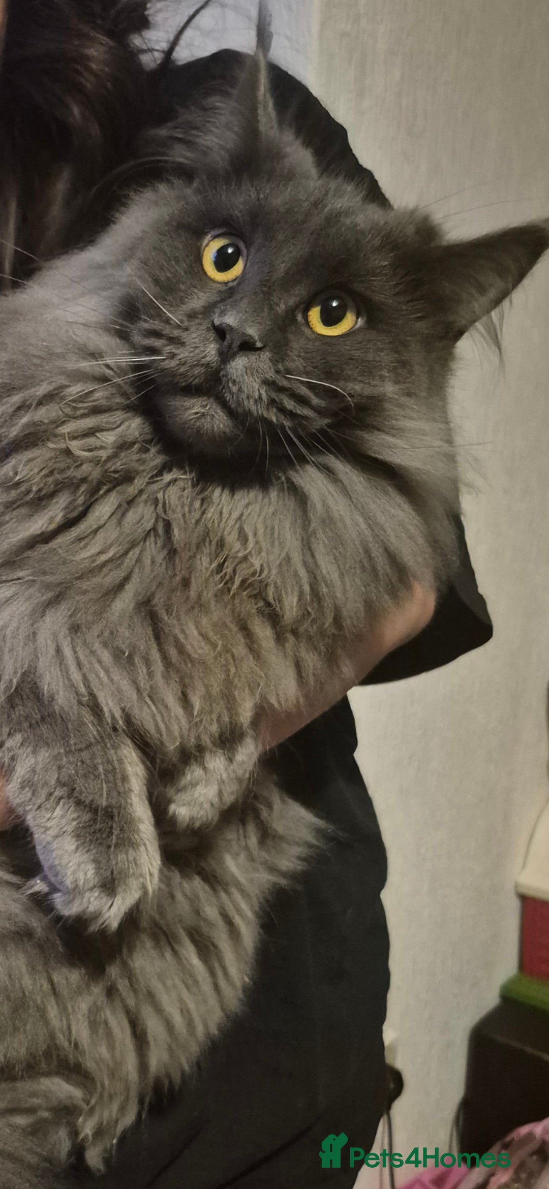 Maine Coon cats for sale: Stunning male maine coon - Advert 1