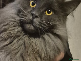 Maine Coon cats Stunning male maine coon - Advert 3