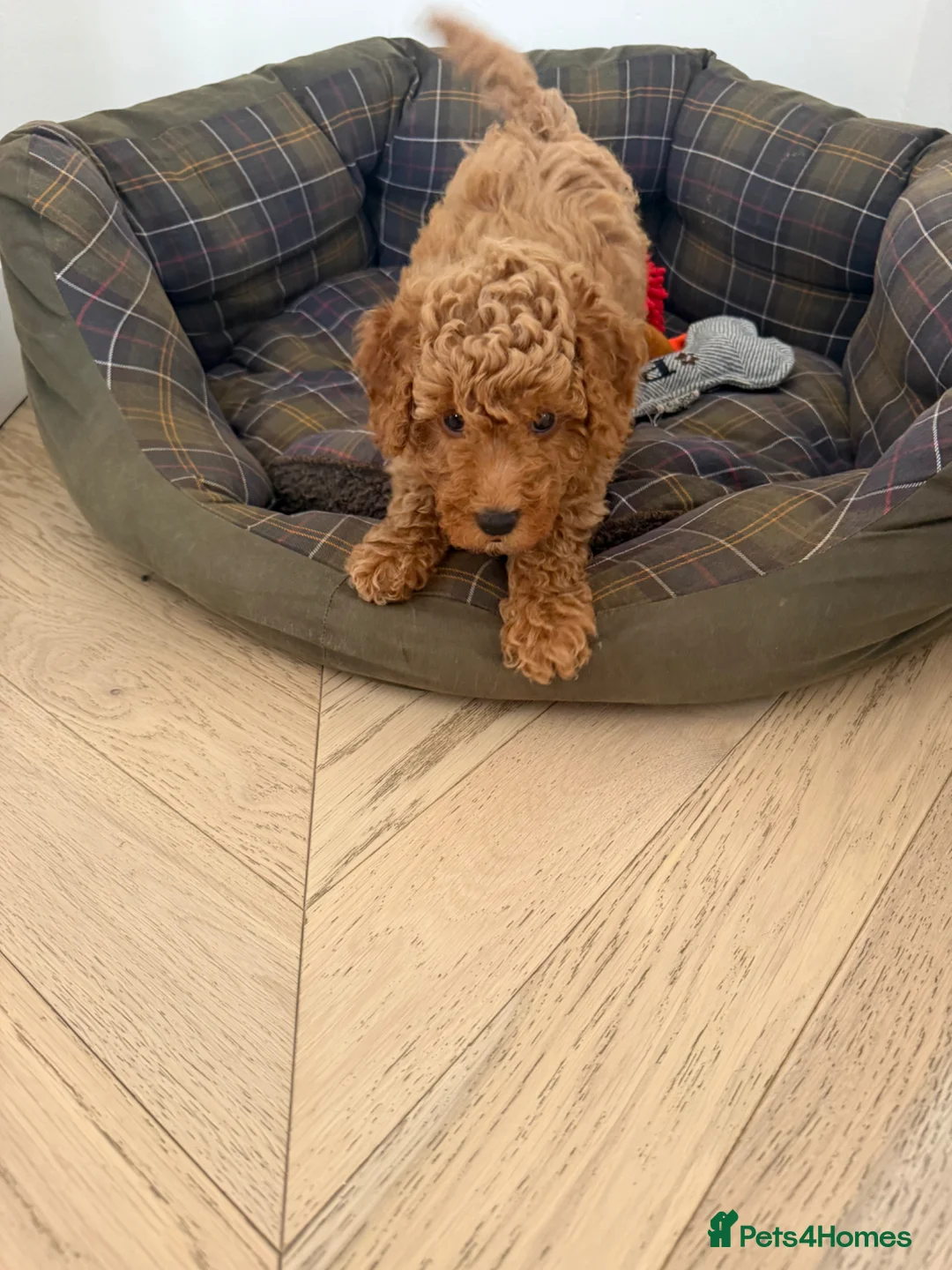 Miniature Poodle dogs for sale: KC registered miniature poodles - Advert 1