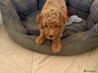 Miniature Poodle dogs KC registered miniature poodles - Advert 6
