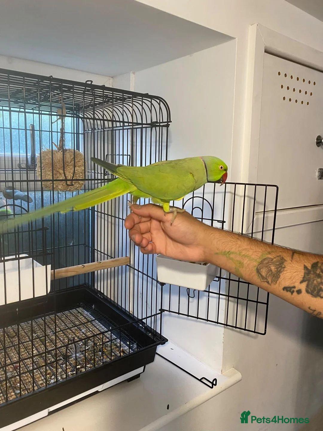 Parrots birds for sale: Beautiful male ringneck talking parrot  - Advert 2