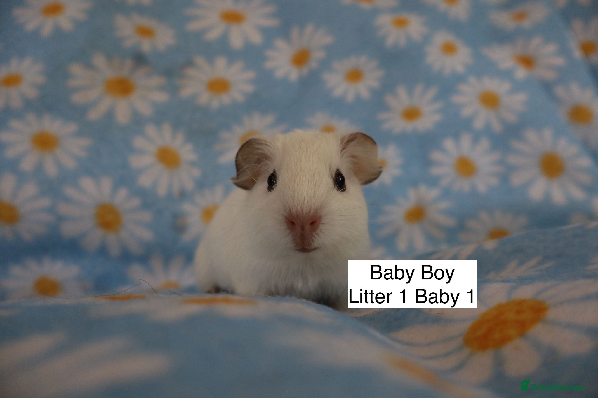 Guinea Pig rodents A tiny bundle of squeaks and love! - Advert 2