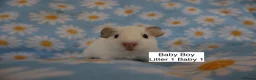Guinea Pig rodents for sale: A tiny bundle of squeaks and love! in Glossop - Advert 2