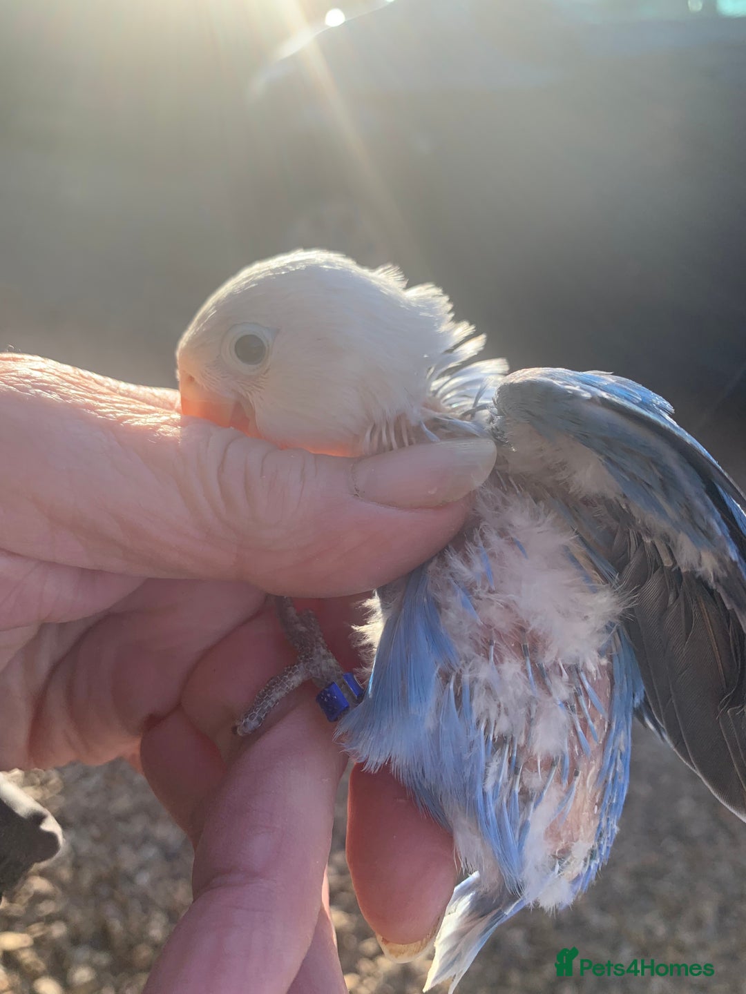 Lovebirds birds for sale: Fischer young lovebirds DNA sex tested nrpershore  - Advert 3