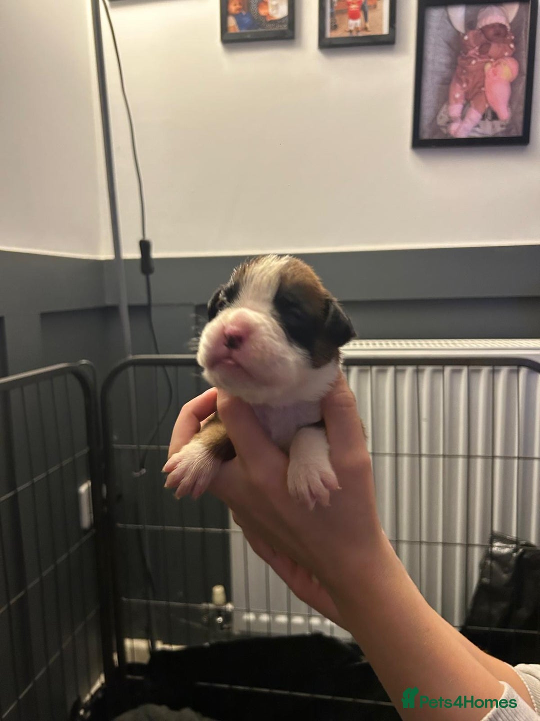 Boxer dogs for sale: Boxer babies - Advert 27