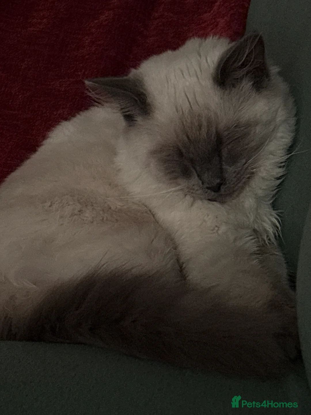 Ragdoll cats for sale: Ragdoll for sale  - Advert 4