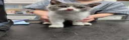 British Shorthair cats for sale: 5* GCCF Registered British Short Hair Kittens - Advert 3