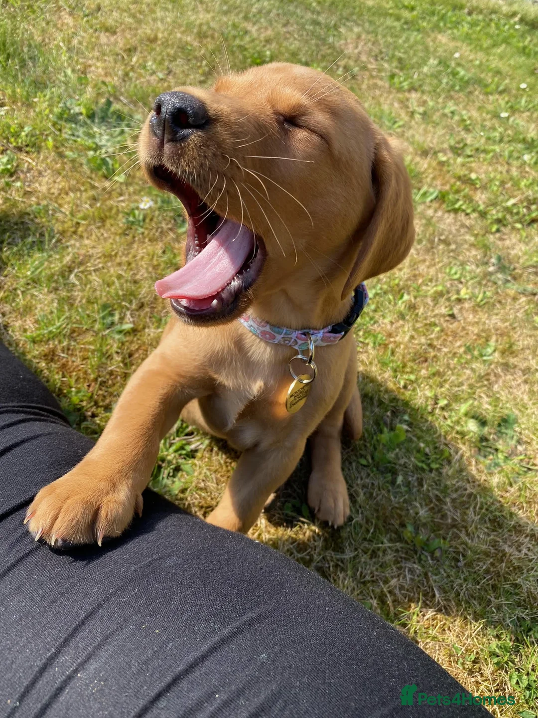 Labrador Retriever dogs for stud: Our Handsome FULLY HEALTH Tested Fox Red Stud Dog in Bristol - Advert 12