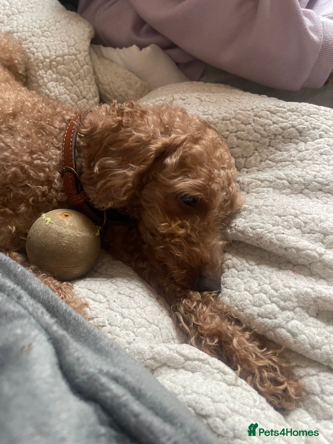 Toy Poodle dogs for sale: Toy poodle - Advert 6