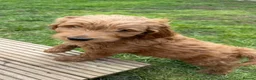 Mixed Breed dogs for sale: Australian doubledoodles  - Advert 16