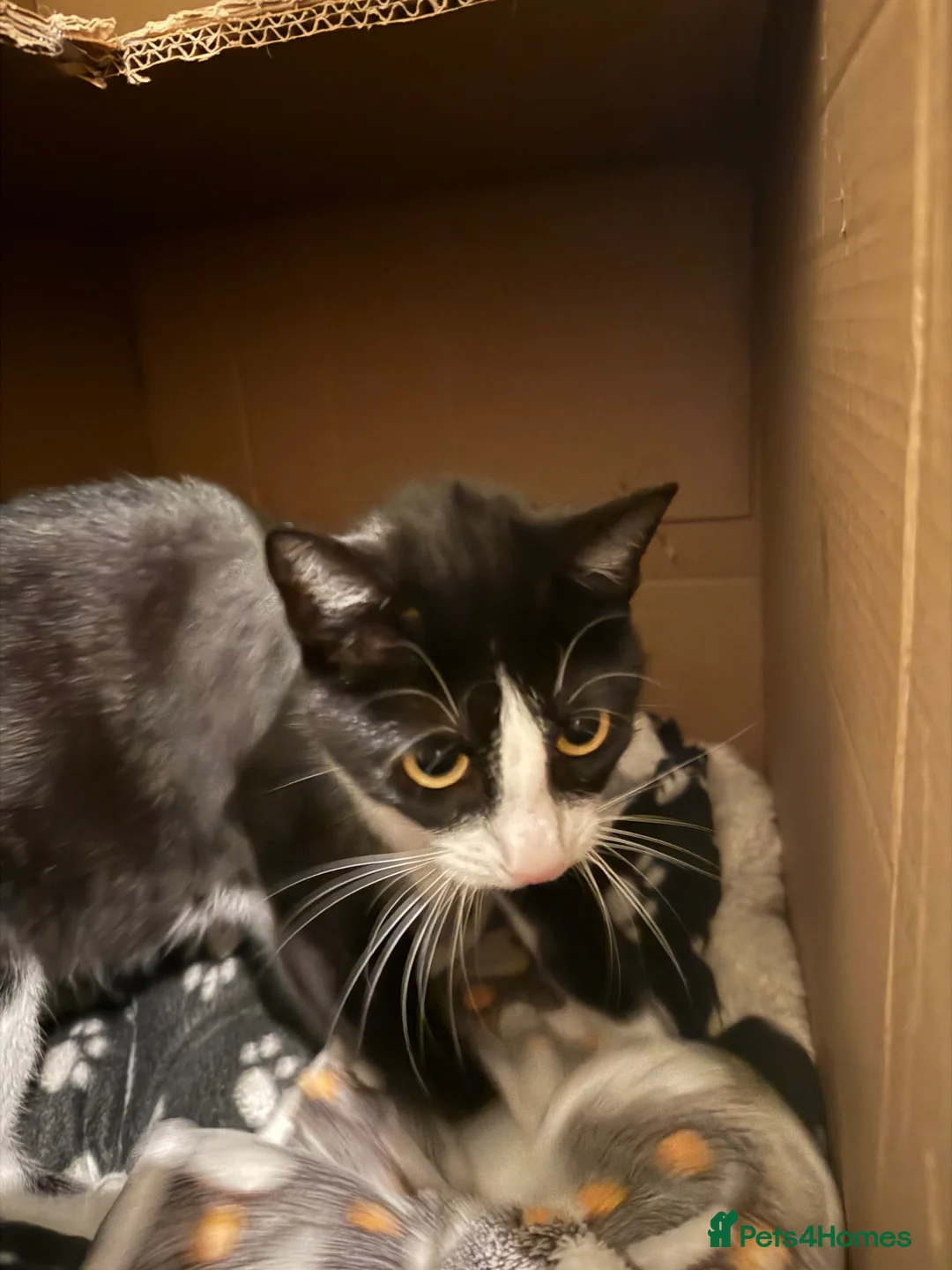 Mixed Breed cats for sale: Two kittens for sale  - Advert 1