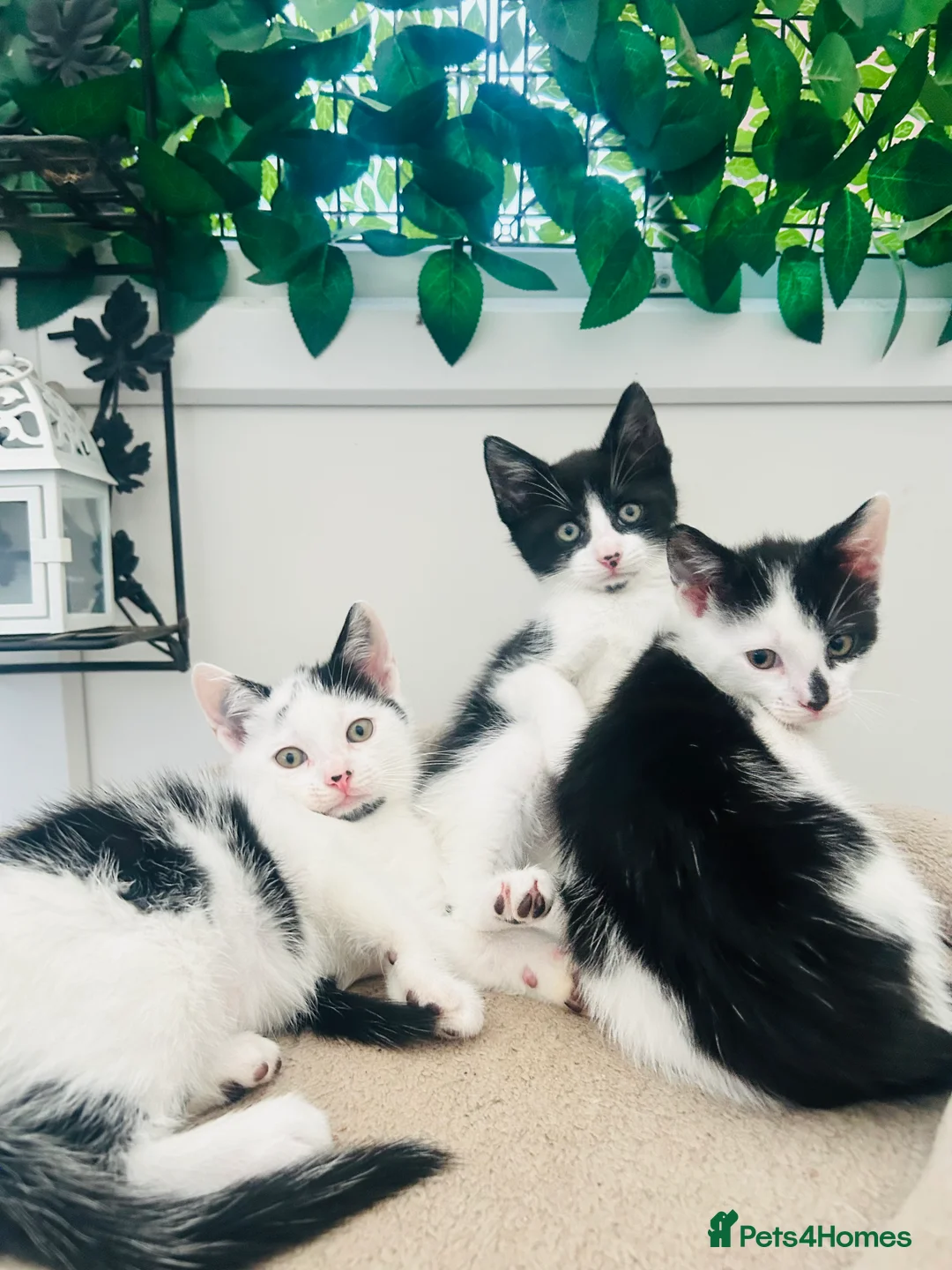 Mixed Breed cats for sale: Sweet playful and friendly kittens  in Wisbech - Advert 1