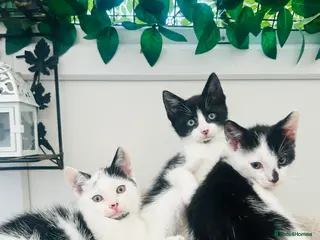 Mixed Breed cats Sweet playful and friendly kittens - Advert 1