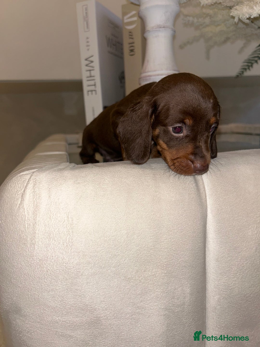 Miniature Dachshund dogs for sale: Miniature Dachshund  - Advert 8