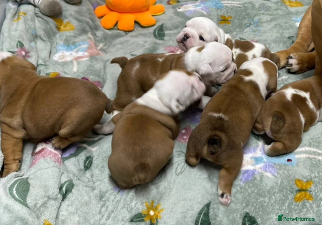 English Bulldog dogs for stud: Britishpride stud  in Manchester - Advert 15