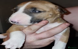 English Bull Terrier dogs for sale: English bull terrier  - Image 12