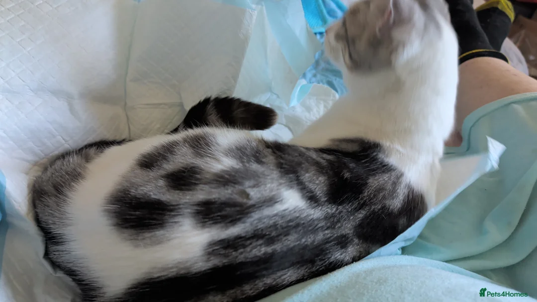 Mixed Breed cats for sale: Bengal x kittens  - Advert 20