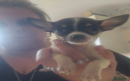 Chiweenie dogs for sale: Chihuahua cross dachshund  - Image 9