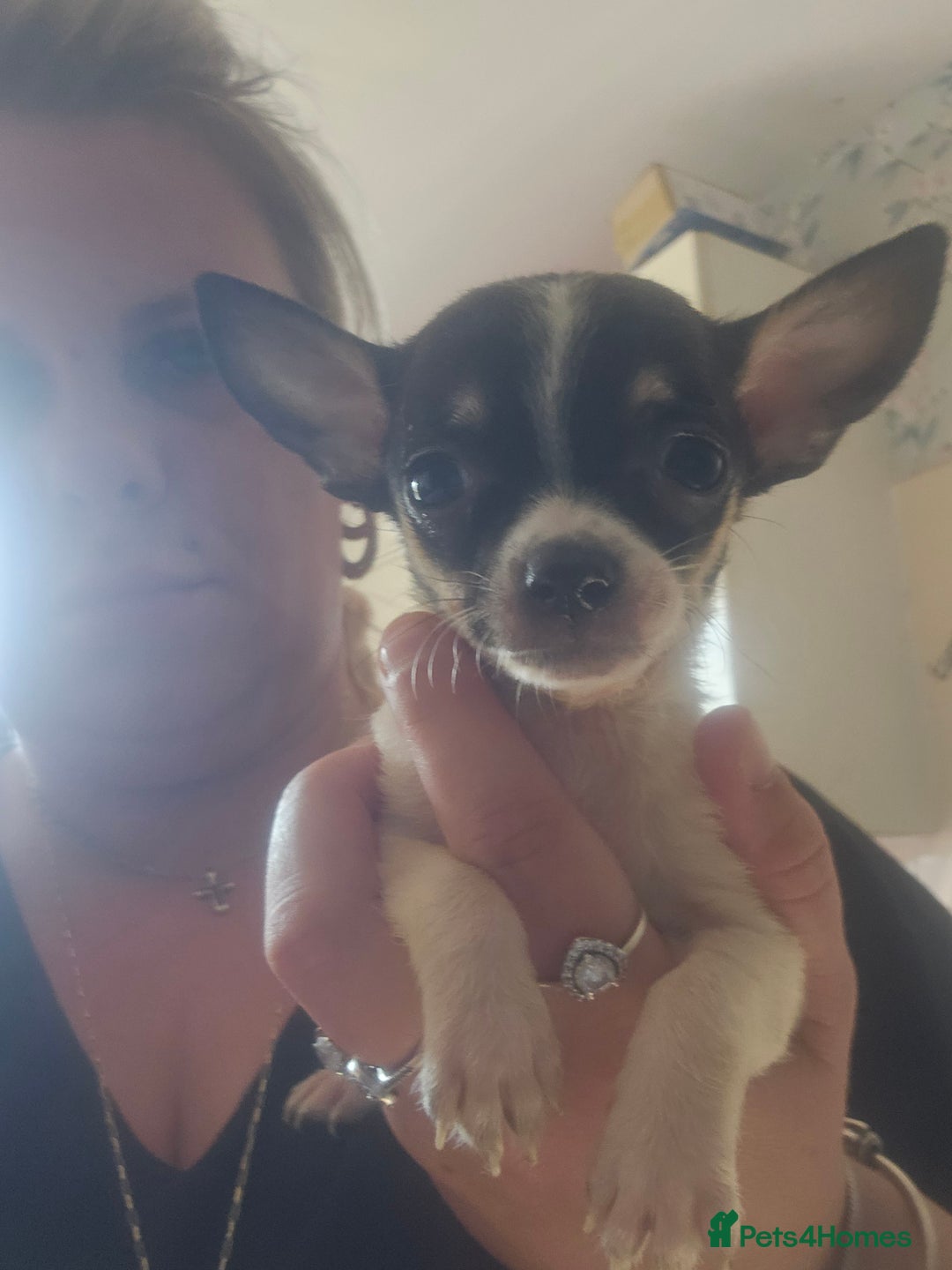 Chiweenie dogs for sale: Chihuahua cross dachshund  - Image 9