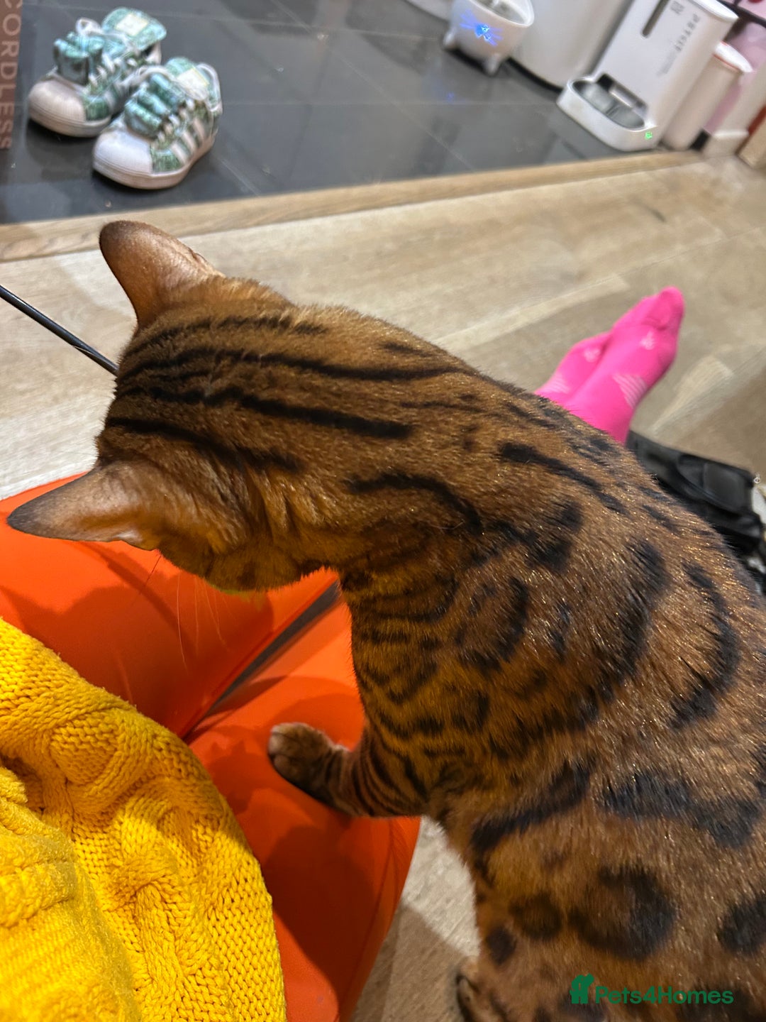 Bengal cats for sale: Champion bloodline Bengal kittens - Advert 31
