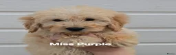 Mini Goldendoodle dogs for sale: 4 outstanding miniature goldendoodle  - Advert 3