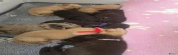 Labradoodle dogs for sale: 🧸 Stunning Miniature Labradoodle Puppies - Advert 28