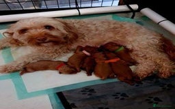 Cavapoo dogs for sale: Beautiful Cavapoo puppies - Image 5