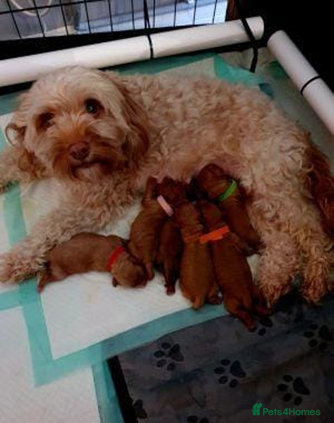 Cavapoo dogs for sale: Beautiful Cavapoo puppies - Image 5