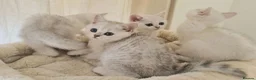 British Shorthair cats for sale: BRITISH SHORTHAIR KITTEN BLUE EYES  - Advert 27