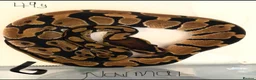 Python Snake reptiles for sale: Royal pythons - Advert 5