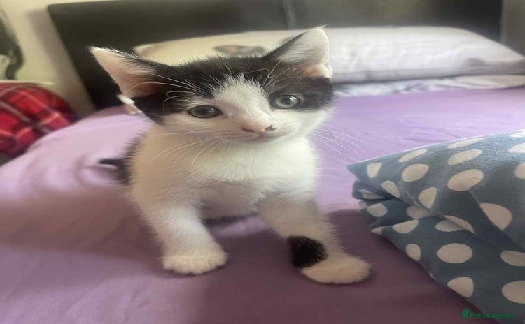 Domestic Shorthair cats - Advert 5