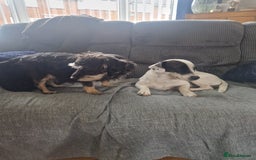 Mixed Breed dogs for sale: Pups for new homes - Image 4