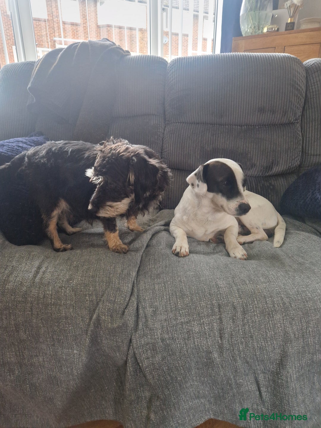 Mixed Breed dogs for sale: Pups for new homes - Image 4