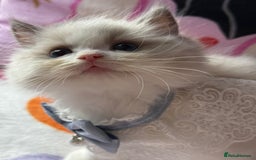 Ragdoll cats for sale: Blue eyes Blue-Bicolor kittens  - Image 2