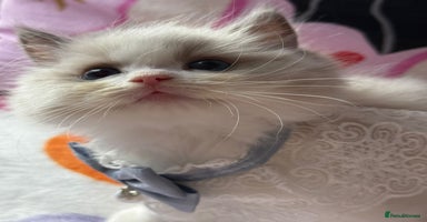 Ragdoll cats - Advert 13