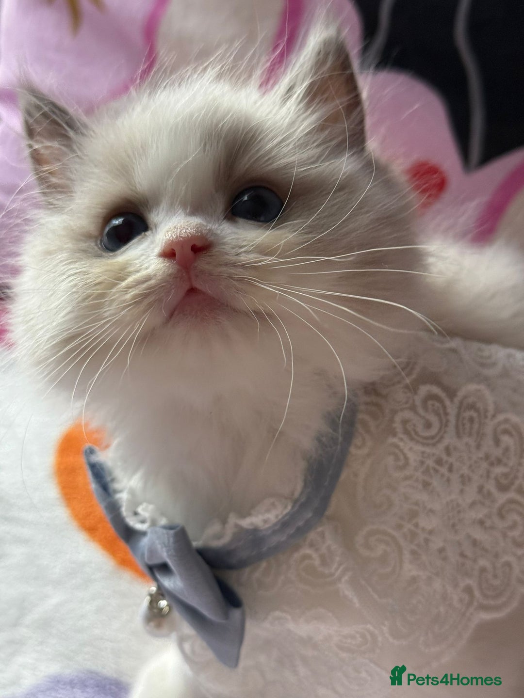 Ragdoll cats for sale: Blue eyes Blue-Bicolor kittens  - Image 2