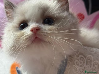 Ragdoll cats - Advert 19