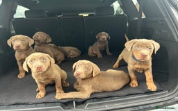 Labrador Retriever dogs for sale:  KC registered Silver and silver and tan labs  - Image 4
