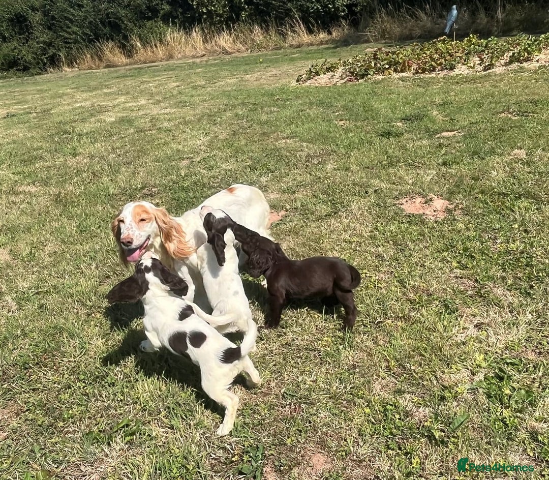 Cocker Spaniel dogs for sale: 3 cocker spaniels  - Image 9