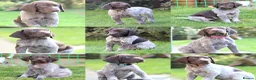 German Shorthaired Pointer dogs for sale: Last two remaining... in York - Advert 16