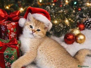 Scottish Fold cats Beautiful Gold Chinchilla babies - Advert 5