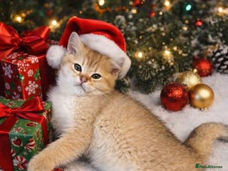 Scottish Fold cats Beautiful Gold Chinchilla babies - Advert 1