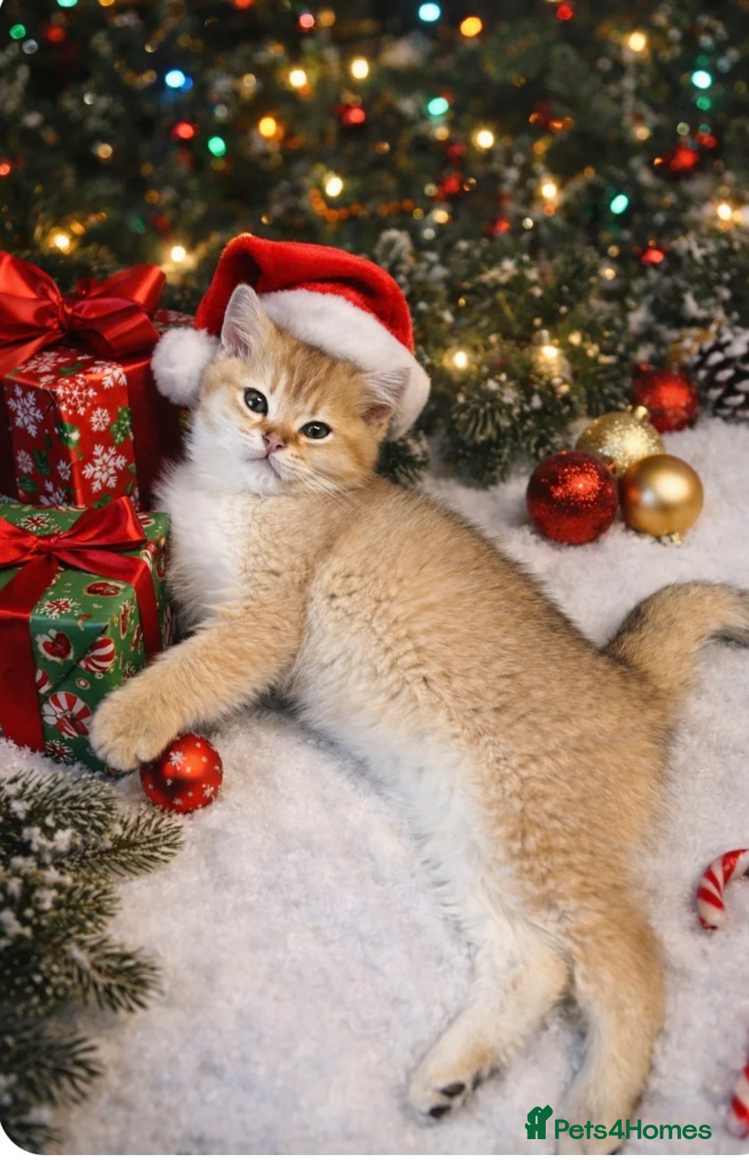 Scottish Fold cats for sale: Beautiful Gold Chinchilla babies  - Advert 1