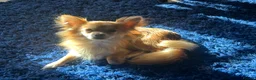 Chihuahua dogs for sale: Male chihuahua 2yo (entire)  - Advert 2