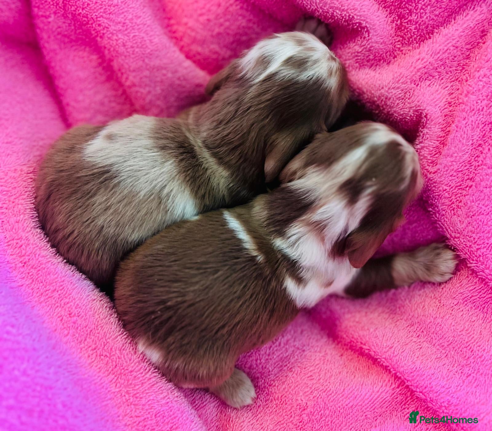 Dachshund dogs Miniature Long Haired Dachshund Puppies - Advert 11