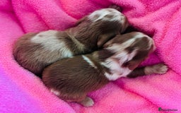 Dachshund dogs for sale: Miniature Long Haired Dachshund Puppies - Advert 2