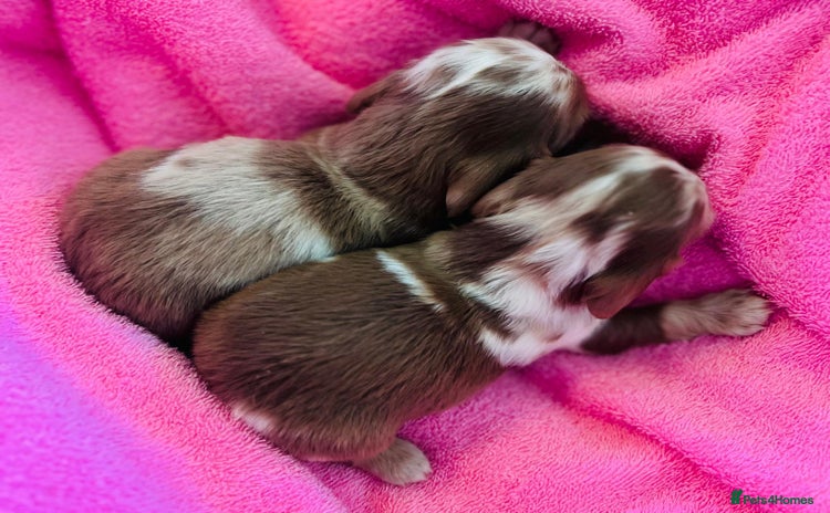 Dachshund dogs Miniature Long Haired Dachshund Puppies - Advert 1