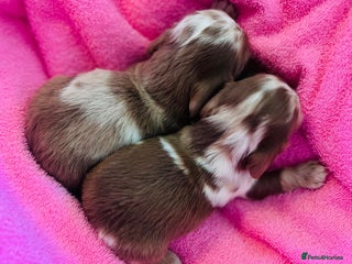 Dachshund dogs Miniature Long Haired Dachshund Puppies - Advert 6