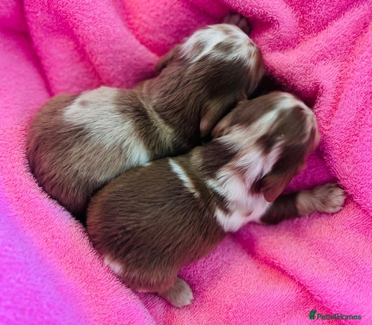 Dachshund dogs Miniature Long Haired Dachshund Puppies - Advert 1