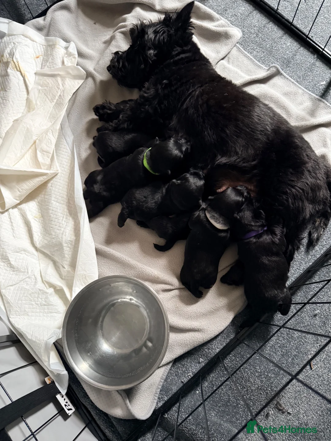 Scottish Terrier dogs for sale: The boy I wanted to keep - Advert 1